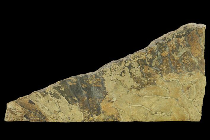Pennsylvanian, Fossil Microbial Mat - Oklahoma #133147